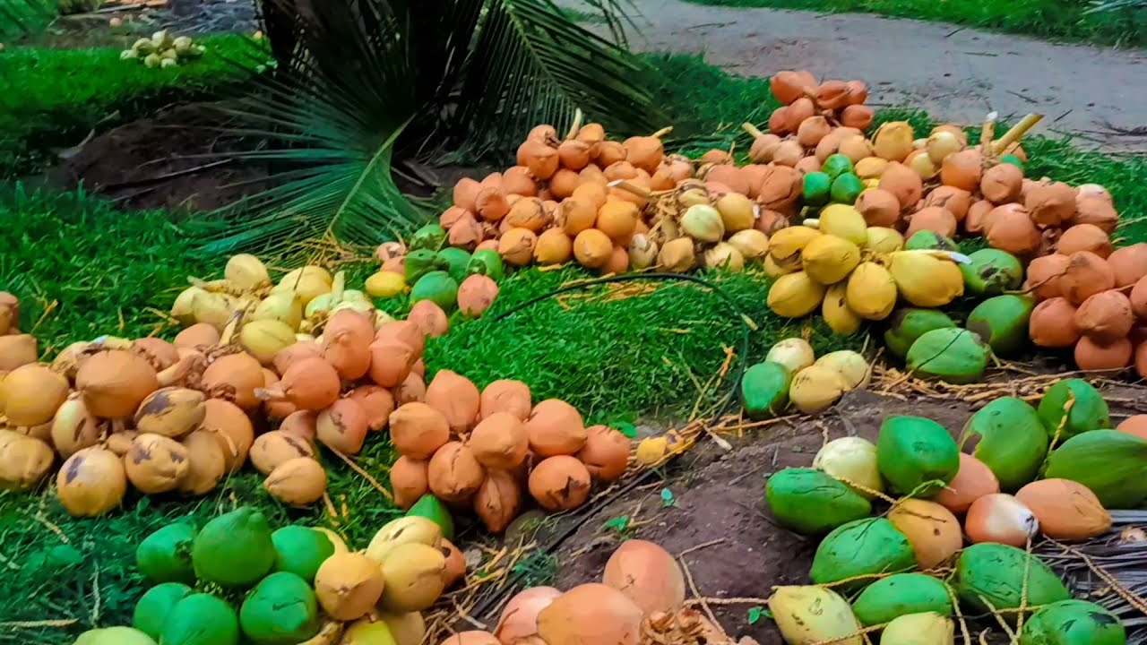 Pollachi yellow tender coconut  +919566955962