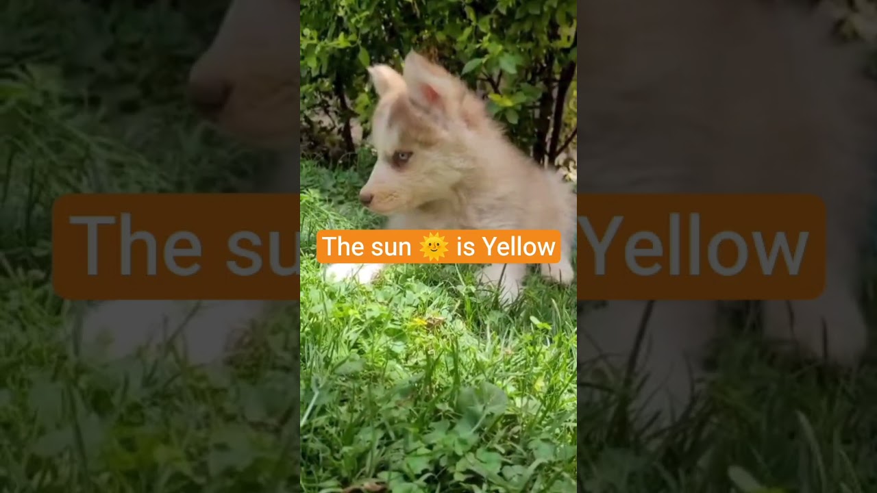 Close your eyes and type the ☀️ is yellow #foryou #funnydogs #viralvideo #shorts #trending 