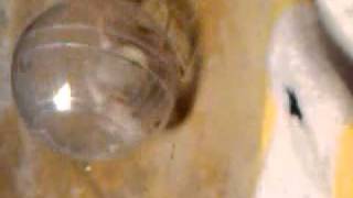 Rat In A Ball With Poop