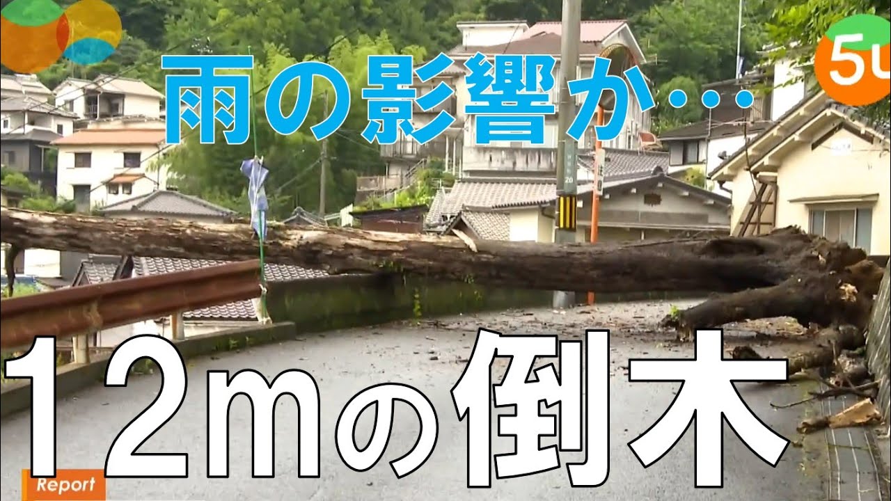 ズドーンと音がした」倒木で一時通行止め（広島 呉市） - YouTube