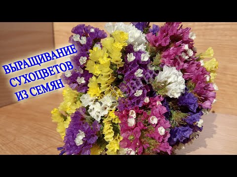 💐Выращивание семян статицы, кермека фирмы Volmary Выращивание сухоцветов