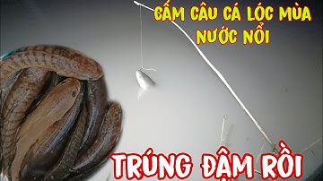Cấm câu cá lóc mùa nước nổi - Cá dính gỡ đã tay | lê chung miền tây