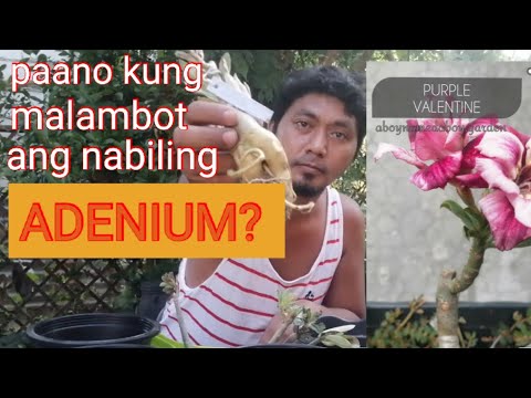 Video: Patuloy Na Pamumulaklak Ng Adenium