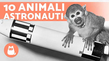 Quali animali sono stati mandati nello spazio?