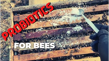 PROBIOTICS for Sick (and Healthy) Bees | Pollination Sneak Peek