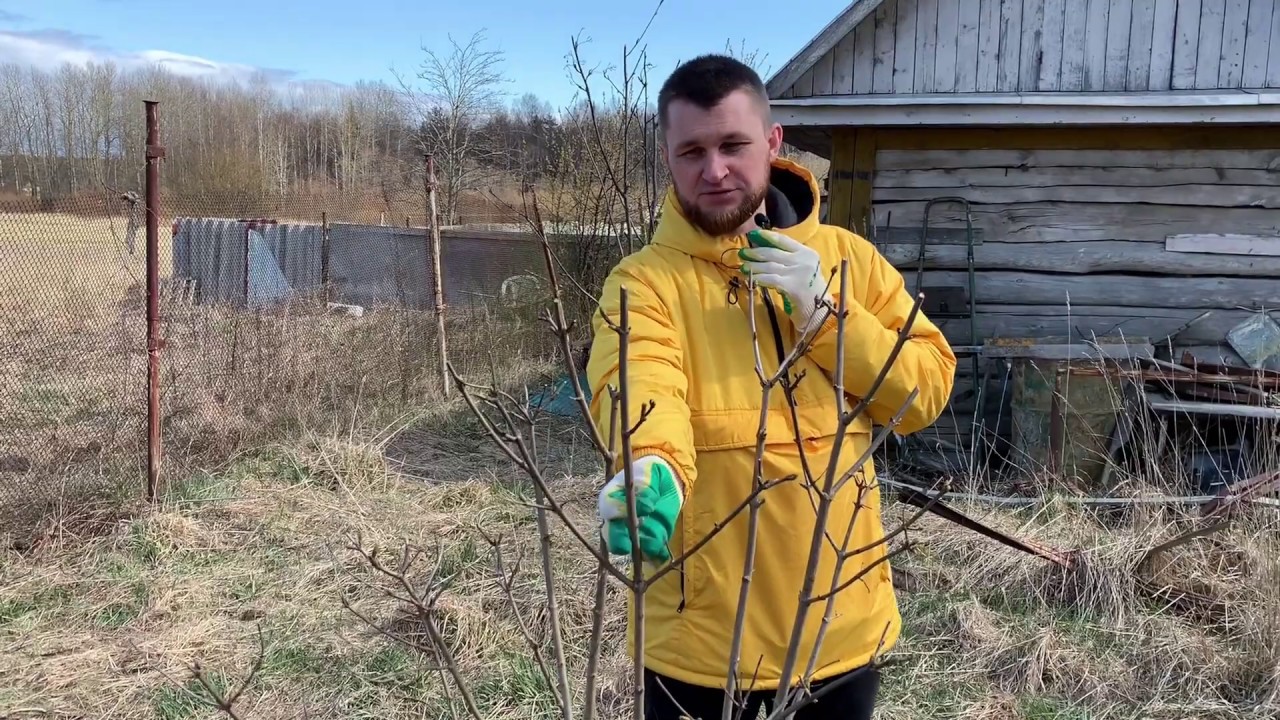 Калина плавает по дороге