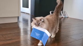 Cat Walking Around With Singing Musical Card  (Funny)