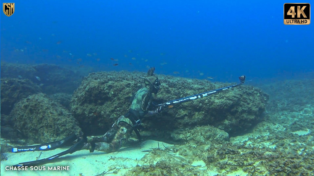 CHASSE SOUS MARINE Denti énorme + 6Kg dorade Peche Sous Marine Méditerranée