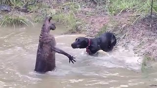 35 Times Animals Messed With The Wrong Opponent!
