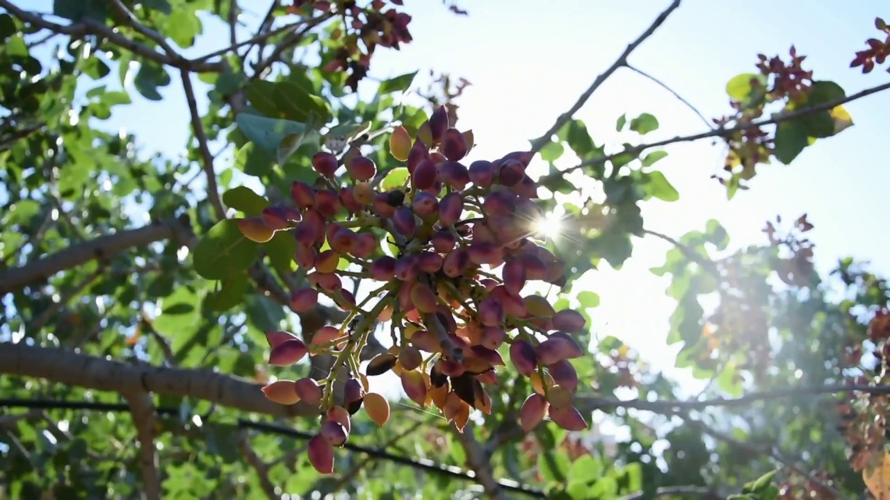 Συγκομιδή φιστικιού Αιγίνης 2017