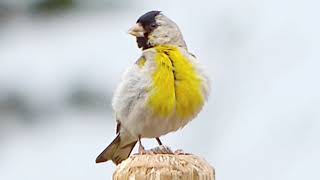 Lawrence's Goldfinch (male)