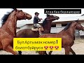 Бул Аргымак Кыргызстанда номер 1 болот буйруса 😍 Ат Сатылат!!!