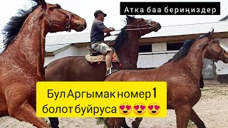 Бул Аргымак Кыргызстанда номер 1 болот буйруса 😍 Ат Сатылат!!!