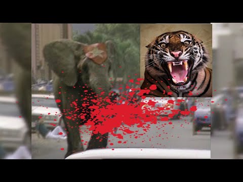 Videó: Tragédia A Knoxville-i állatkertben: Váratlanul Meghal 33 Hüllő