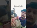 dogs lover #americanbully #dogshorts