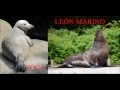 Diferencias entre la foca y el León marino o lobo marino.
