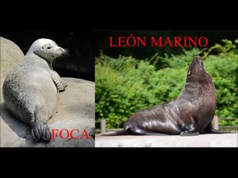 Vídeo: Diferencia Entre Lobo Marino Y Foca