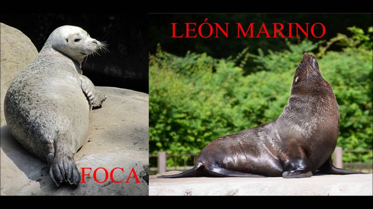 Diferencias entre la foca y el León marino o lobo marino