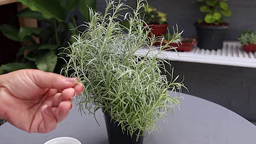 O que é planta Osmarin?