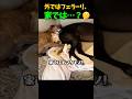 地上最速のナマケモノ!?グレーハウンドの秘密 #shorts