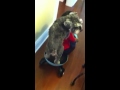 Mini Schnauzer on Scooter