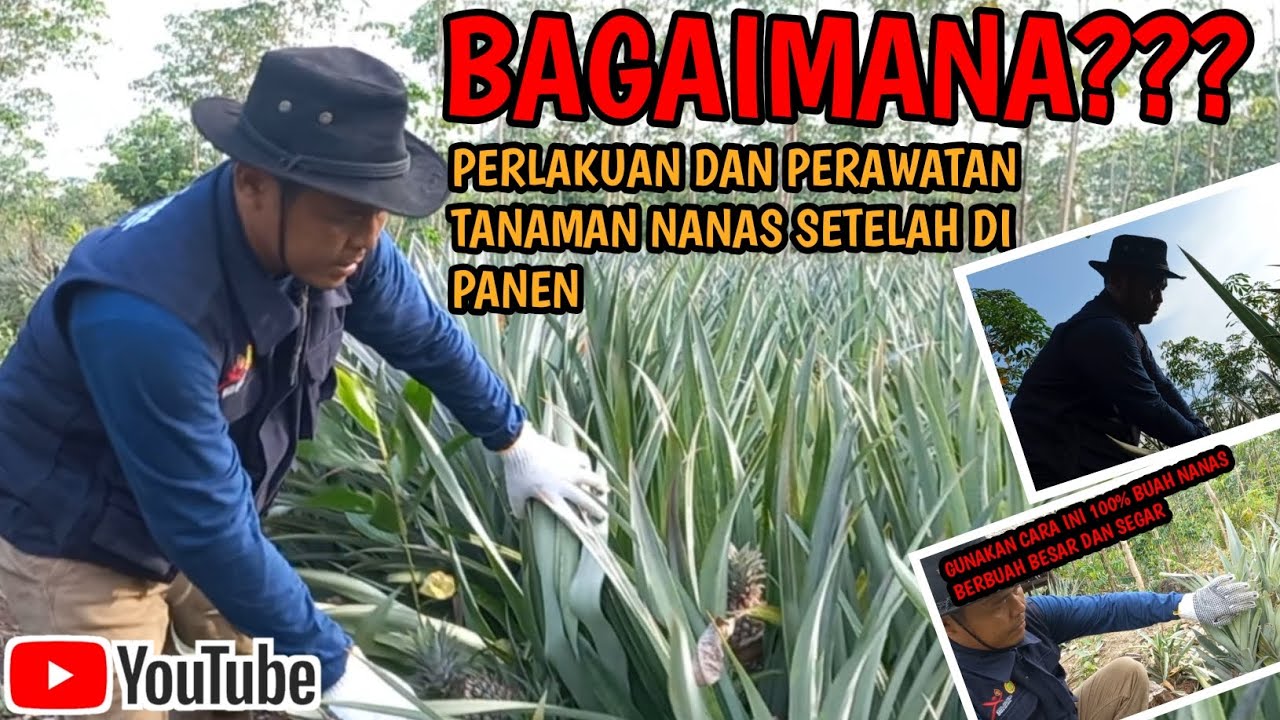 CARA PERAWATAN POHON/BATANG NANAS SETELAH DI PANEN AGAR HASI MAKSIMAL@Filan Brigjen
