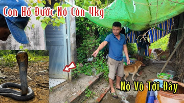 Cuộc Truy Tìm Con Hổ Đước Hơn 4 kg Theo Lời Ảnh Tả Tại Khu Vực { Năm Căn  Cà Mau } Mười Thương SB