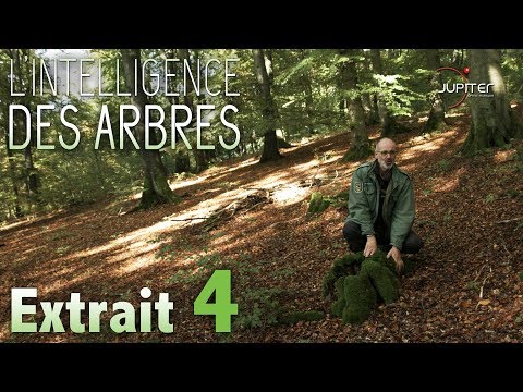 L'Intelligence des Arbres // Extrait 04 // VF