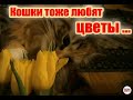 Приготовил цветы к 8 марта – кошки нашли раньше жены. Пришлось подарить им …