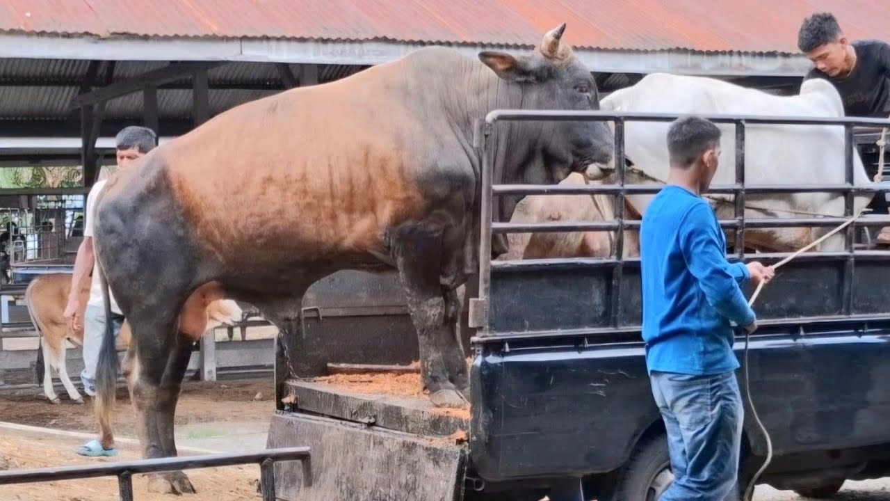 Proses Menaikkan Sapi Jumbo kedalam mobil, proses muat sapi galak ke ...
