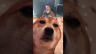 This Dog Can Dance But #reels #reaction