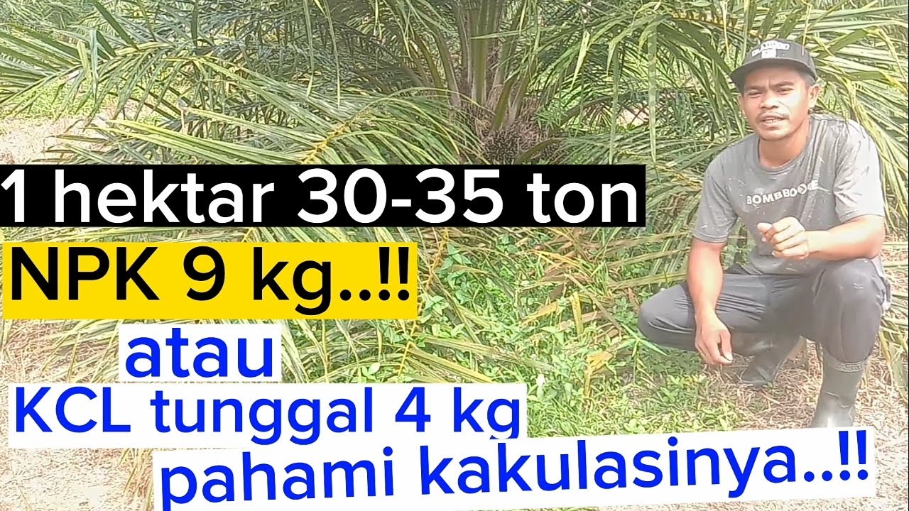 satu hektar 3035 ton, pakai NPK 9 kg atau KCL 4 kg YouTube