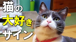 実は愛情表現だった！愛猫が飼い主へ「大好きだよ」と伝えている１０のサイン【保護猫】