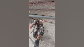 #chicken #Me nyuam Qaib Mab Noob Qaib ntau Qhov muag nawb.