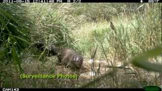 Otters Coming Back to the Provo River