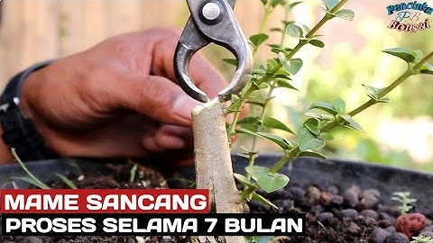 Dari tunggul hingga pembentukan ranting dan mahkota, proses 7 bulan bonsai mame sancang