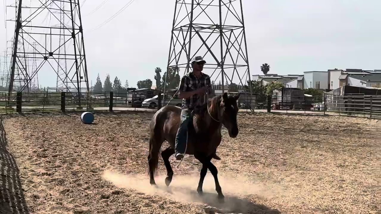 No bridle necessary for this 3 year old filly ☺️ 