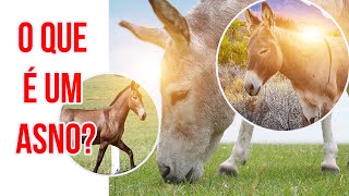 ASNO - CRUZAMENTO DE BURRO COM ÉGUA?