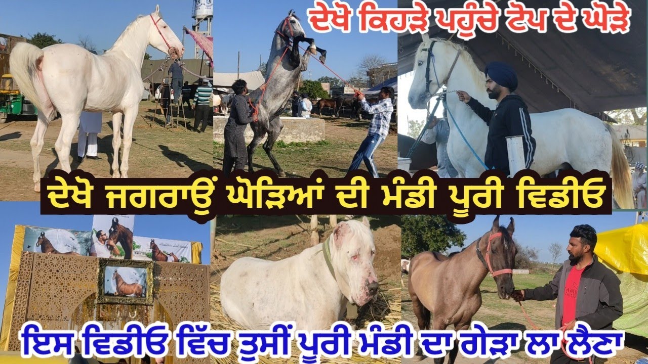 ਦੇਖੋ ਘੋੜਿਆਂ ਦੀ ਮੰਡੀ ਜਗਰਾਉਂ 2022 ! Jagraon Horse Mandi 2022 ! Jagraon