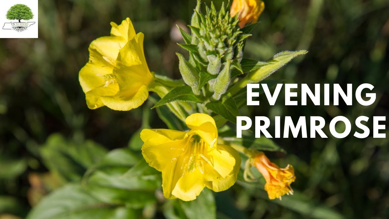 Evening Primrose - TN Nursery