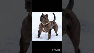 top 3 dog breed in the world 🌎🌍#pitbull #pitbull #pitbull #pitbull #pitbull #pitbull £ #pittienation
