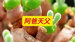 #豬豬的窩 #詩歌 #聖歌 #兒歌 #基督教音樂 #敬拜歌曲 #讚美詩 #讚美詩歌 #讚美操 #泥土音樂 #讚美之泉 #敬拜讚美 #敬拜詩歌 #音樂 #詩歌之王 #music #song #原創 #歌