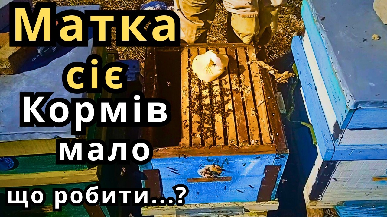 Матка Сіє в Центрі  Корми по Краях/Що Робити