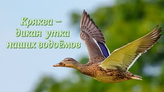 Кряква - дикая утка наших водоёмов. #птицыПрикамья #птицыРоссии #дикиеутки