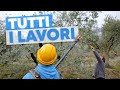 ULIVETO a MARZO: cosa devi fare