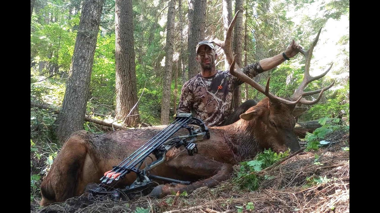 IDAHO ARCHERY ELK HUNT 11 YRD FRONTAL2023 BULL YouTube