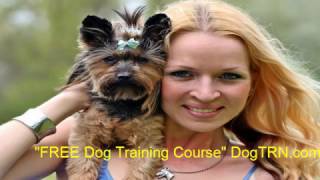 Dog Teacher