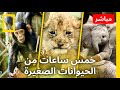 مباشر ٥ ساعات من الحيوانات الصغيرة في البرية ناشونال جيوغرافيك أبوظبي مباشر ٥ ساعات من الحيوانات الصغيرة في البرية ناشونال جيوغرافيك أبوظبي