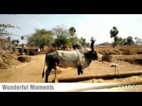 majestic-kangayam-bull-|-native-livestock-|-salem-|-wonderful-moments