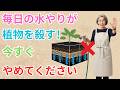 【99%の家庭菜園が知らない】毎日の水やりが植物を弱らせていた300年前の日本人が水なしで庭を枯らさなかった本当の理由